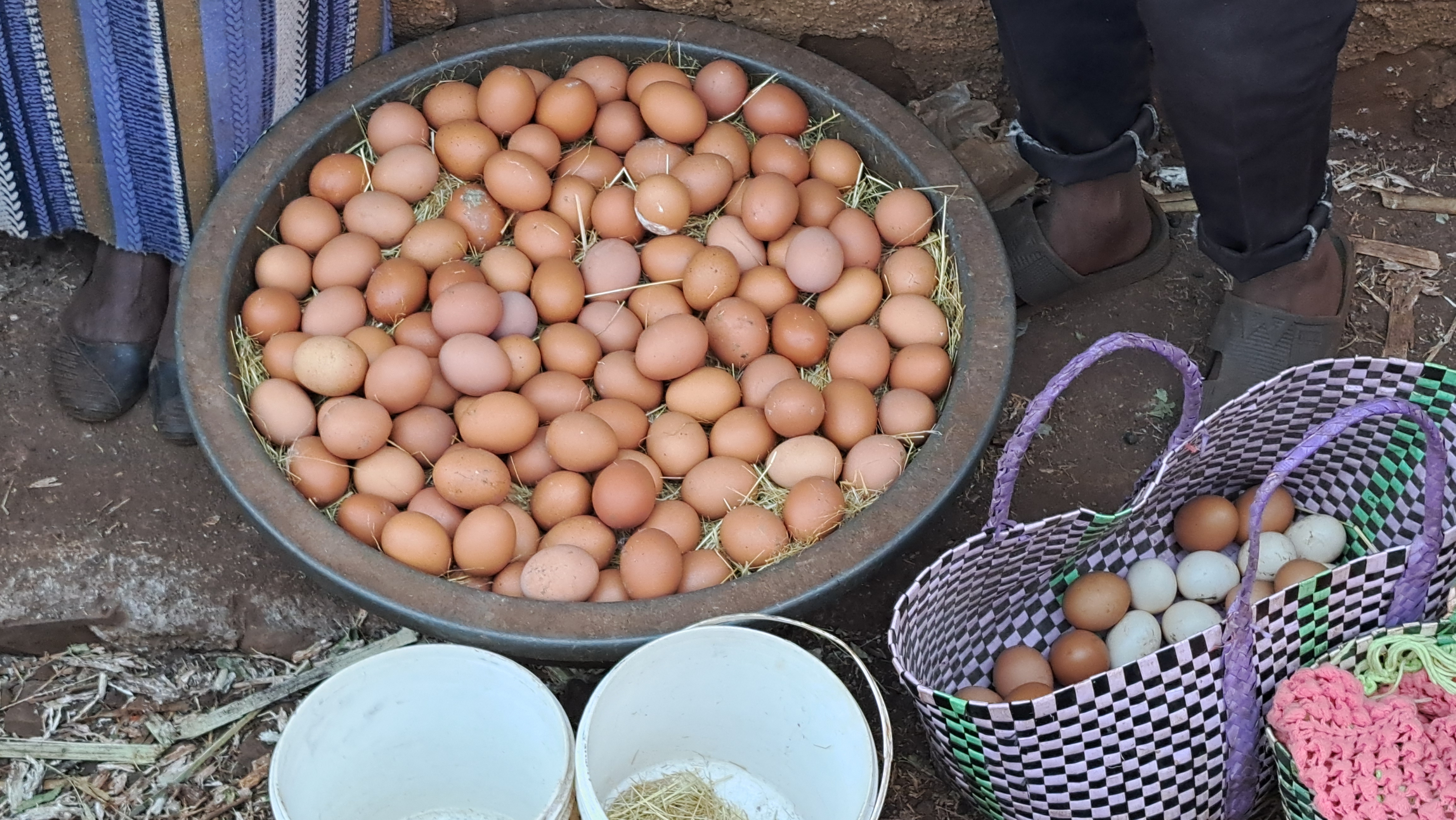 Omisha Killee (Twenty-Second Crop)